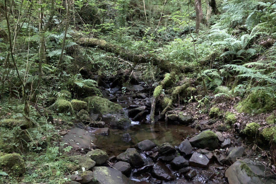 Adventure awaits in the forest