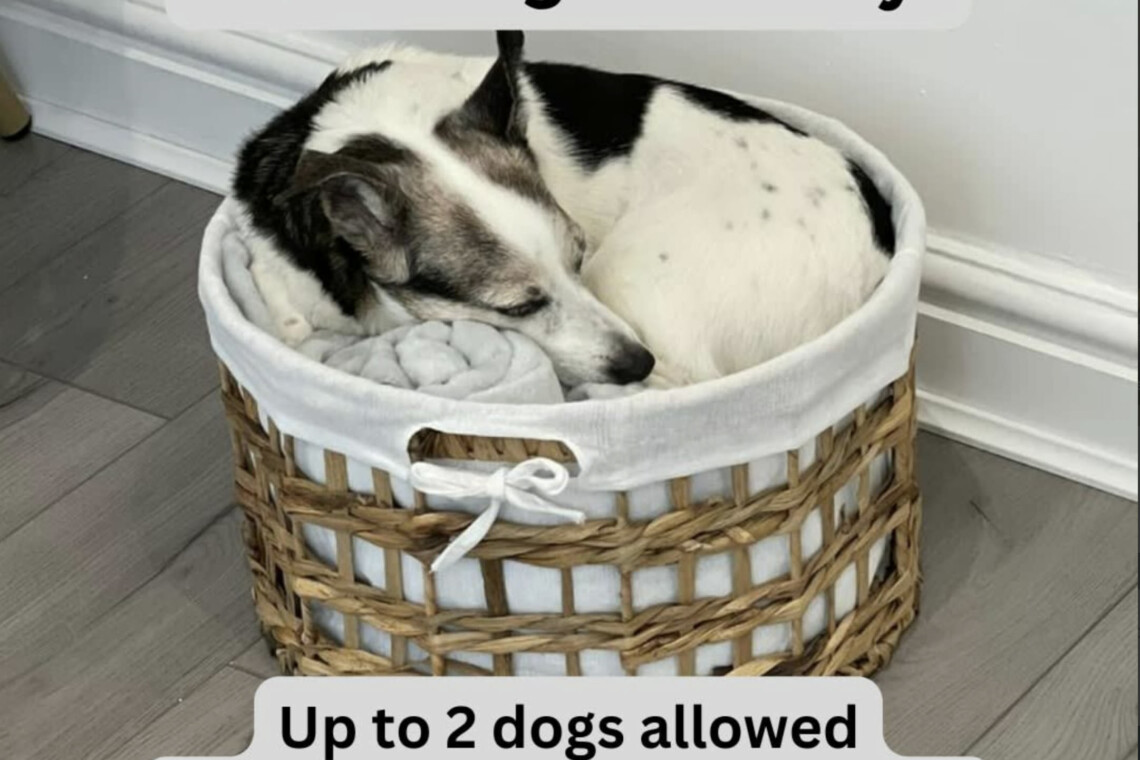 Pets welcome  £50 pet fee