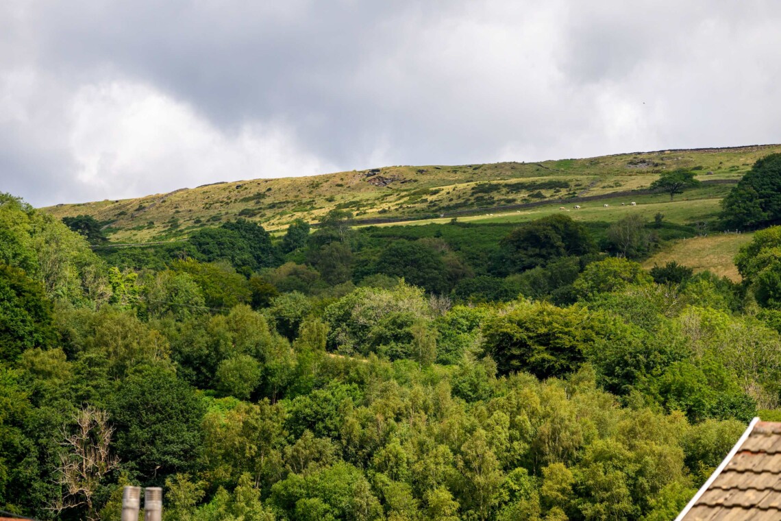 Local views