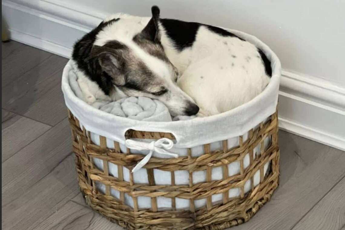 2 pets welcome with a £50 fee. Additional pets by approval only with additional fee.