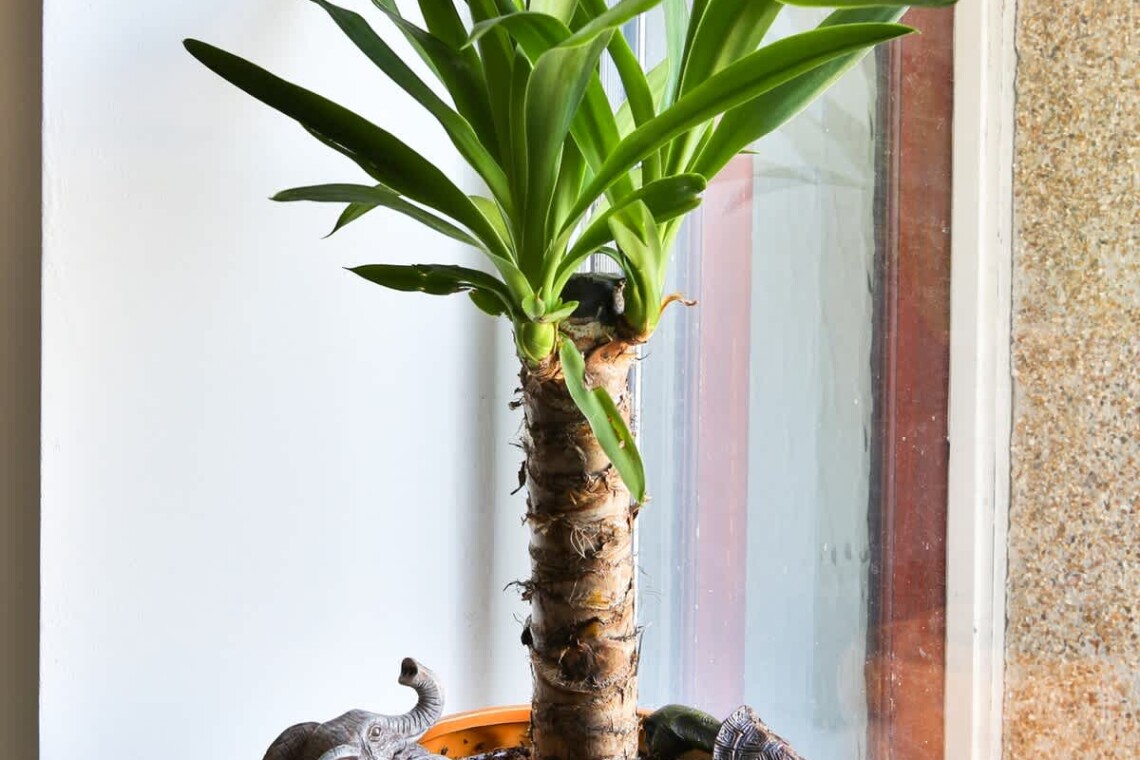 Decor